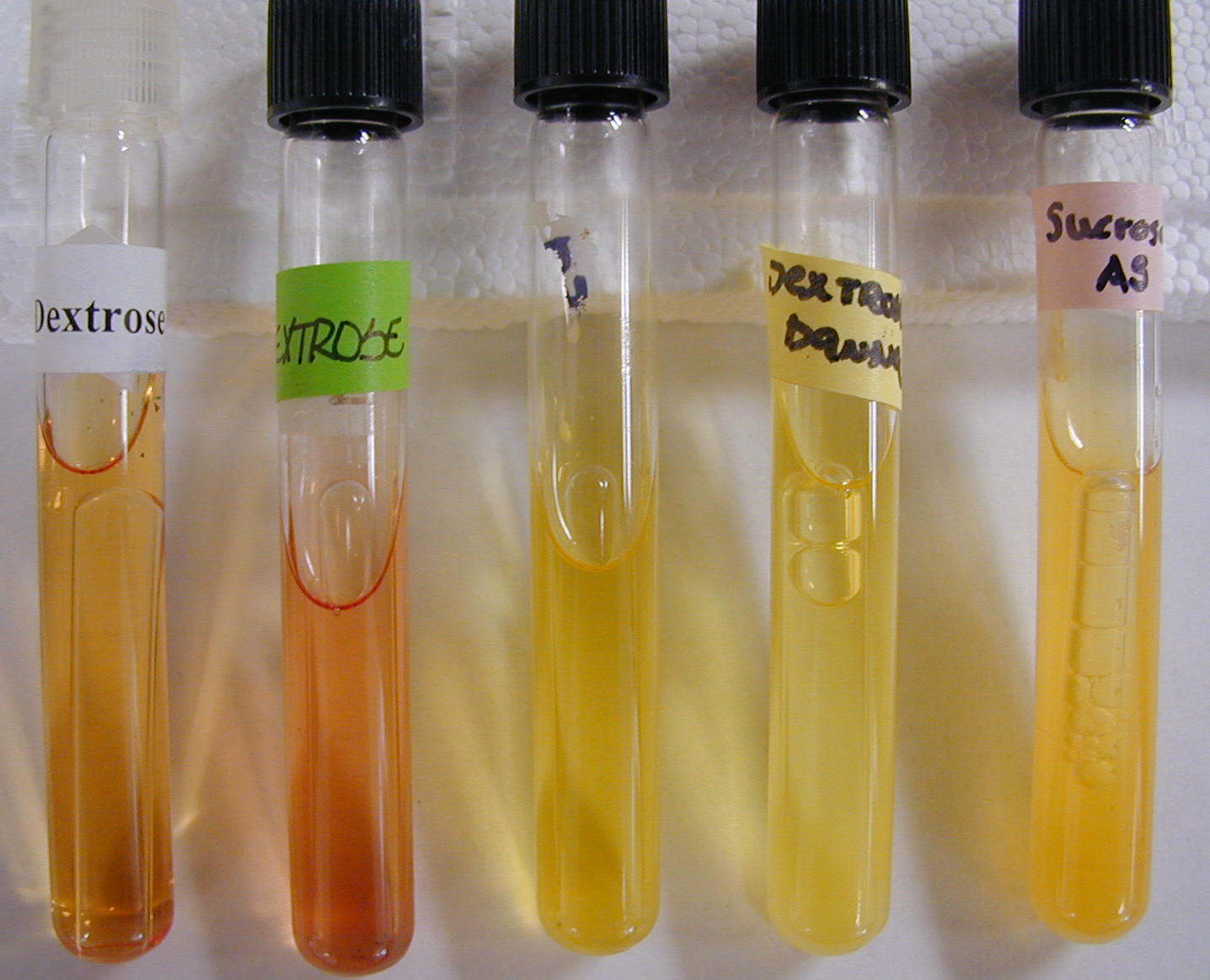 Gelatin Hydrolysis Test